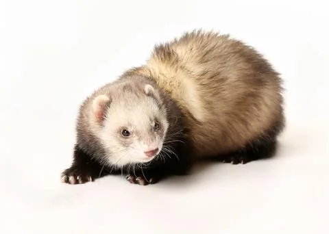 Polecat Stock Photos