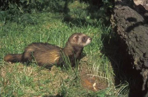 Polecat, Putorius putorius Stock Photos