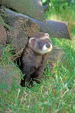 Polecat, Putorius putorius Stock Photos