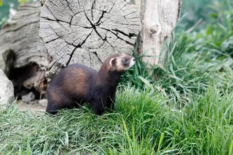 Polecat, Putorius putorius, Stock Photos