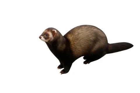 Polecat, Putorius putorius Stock Photos