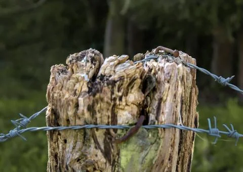 Poles with barbed wire Stock Photos