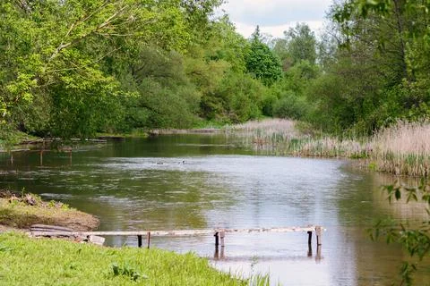 Polesie. Small river in the forest Foto stock
