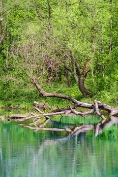 Polesie. Small river in the forest Stock Photos