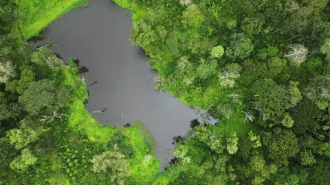 Polibetta 動画素材 271466901