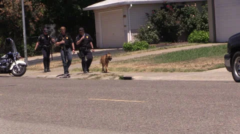 Police Action Video stock 25770295