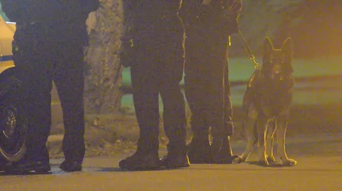 Police And K9 Stock Footage 32269960
