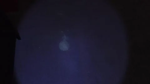 Police detective using a black light to search for clues Stock Footage 304293635