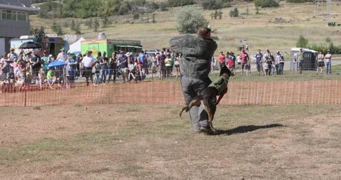Police dog attack public demonstration 4K Stock Footage 213166237
