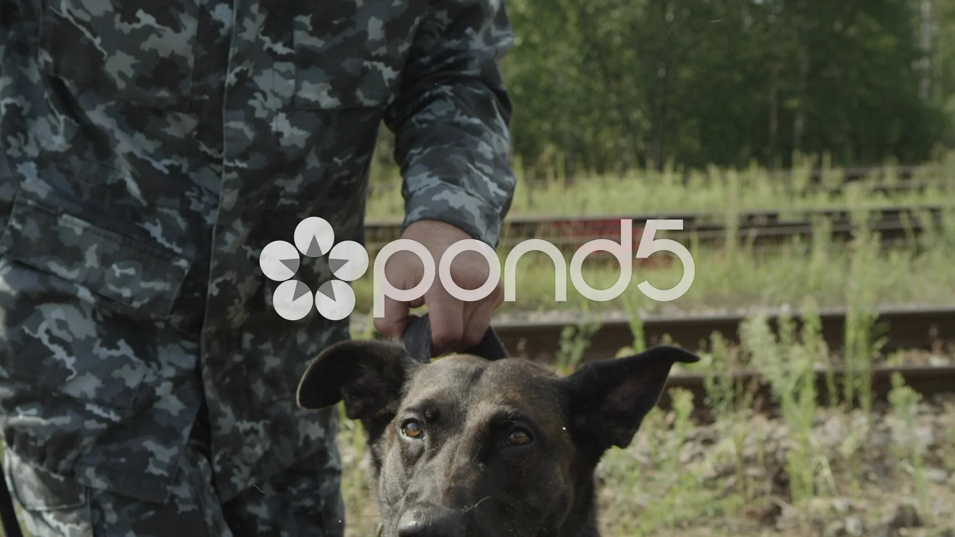 dog barking at camera