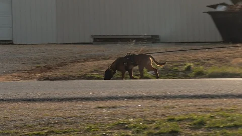 Police dog doing scent tracking work Stock Footage 105887858