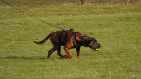 Police dog doing tracking work Stock Footage 105907581