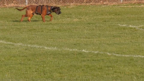 Police dog doing trailing work Stock Footage 105919686