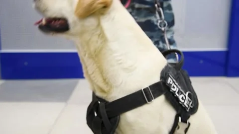 Police dog on duty.. Stock Footage 221349862
