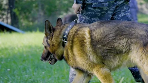 Police dog handler conducting training to a German Shepherd dog Stock Footage 250464818