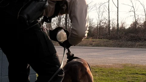 Police dog handler preparing a dog Stock Footage 105932128