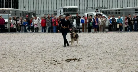 Police dog performs tricks, commands Stock Footage 66795059
