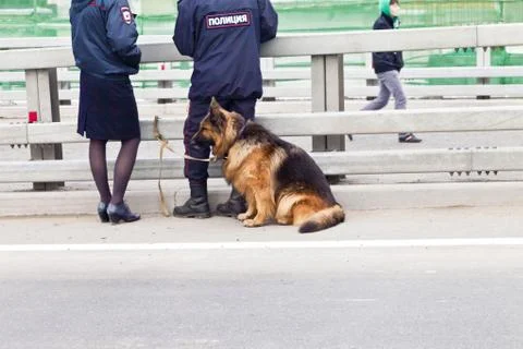 Police dog Stock Photos