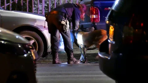 Police with dog searching a car Stock Footage 120006013