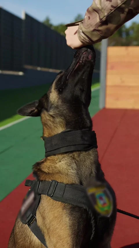 Police dog training session highlights skill and teamwork Stock Footage 320388923