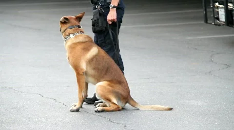 Police k9 Stock Footage 867162
