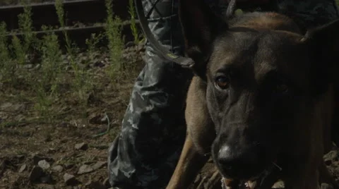 Police keeps a dog that barks at the camera Stock Footage 44226538