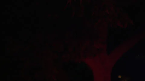 Police Lights on Tree 2 Stock-Footage 37108902