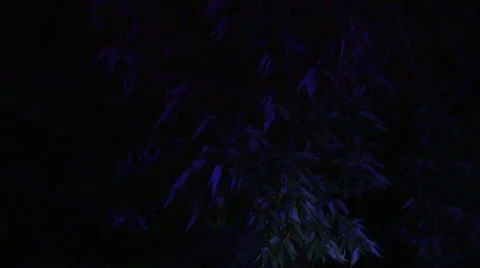 Police Lights on Tree Stock-Footage 37108108