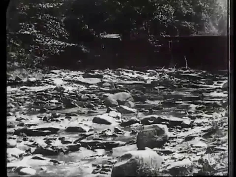 Police Sheriff chase the gang members through the forest - 1905 Stock Footage