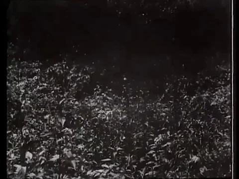 Police Sheriff chase the gang members through tall weeds - 1905 Stock Footage
