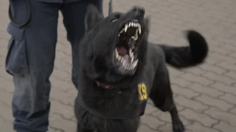 Policedog k9 Video stock 96316015