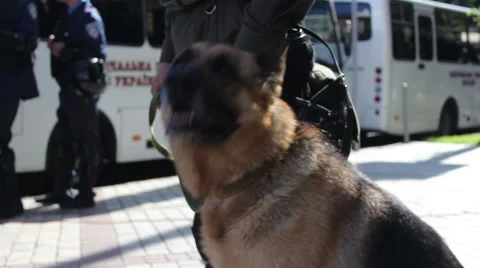 Policeman with a dog Stock Footage 64117981