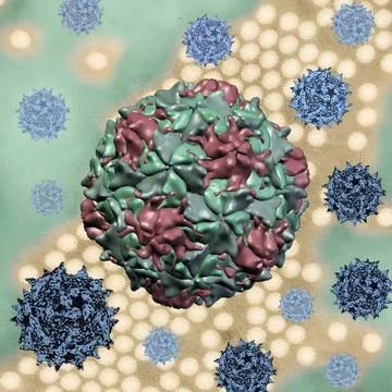  Polio Virus Creative artwork featuring 3D renderings of polio virus capsi... Stock Photos