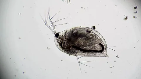 Poliovirus under the microscope, in an eradication study. in the laboratory Stock Footage 336583824