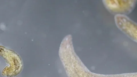 Poliovirus under the microscope, in an eradication study. in the laboratory Stock Footage 336583847