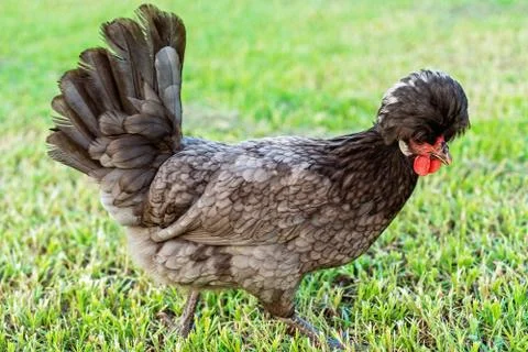 Polish Bantam Chicken Stock Photos