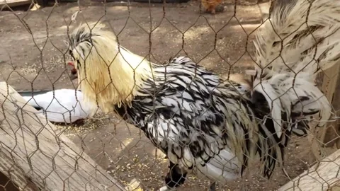 Polish chicken in a coop Video stock 169134080