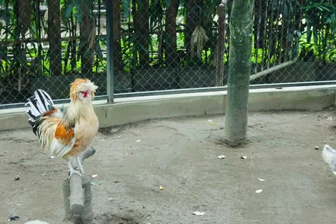 Polish Chicken Stock Photos