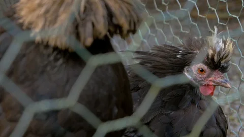 Polish Chickens with Mop like feathers on head (Close up) Stock Footage 114681546
