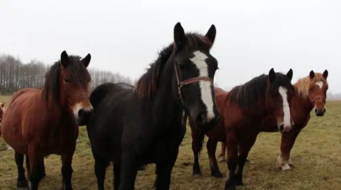 Polish draft horses 2 Stock Footage 43735255