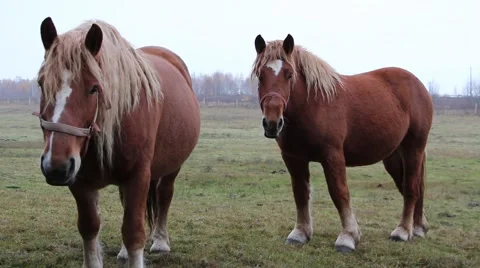 Polish draft horses 3 Video stock 43735640