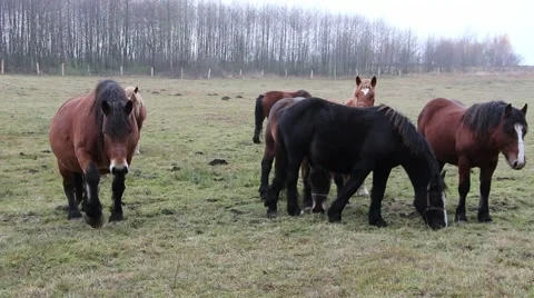 Polish draft horses 4 Video stock 43734791