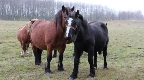 Polish draft horses Stock Footage 43735479