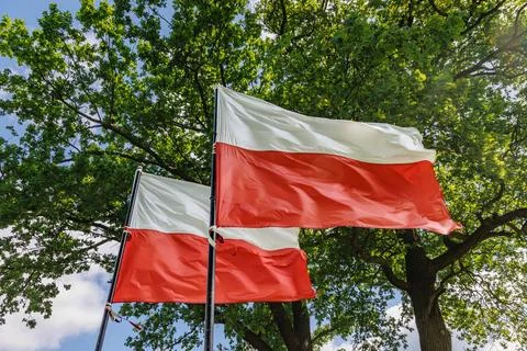 Polish flags among oak trees Fotos de archivo