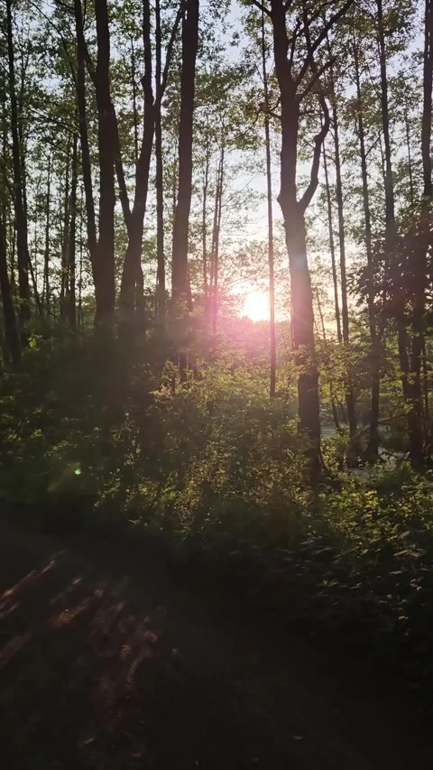 Polish Forest observation of lens flare effect with Sound Stock Footage 248967026