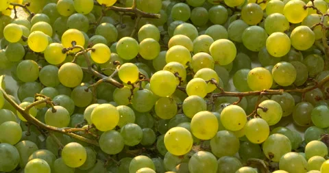 Polish grape variety Iza Zaliwska. Stock Footage 284088788