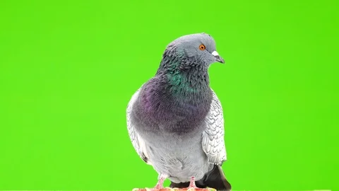 Polish lynx dove isolated on green screen Video stock 123701985