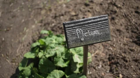 Polish mawa mallow gardening wooden label sign in the ground Stock Footage