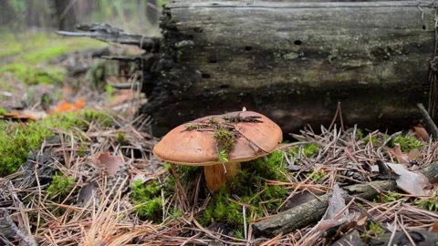 Polish mushroom. Video stock 155716428