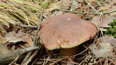 Polish mushroom. Video stock 155717178